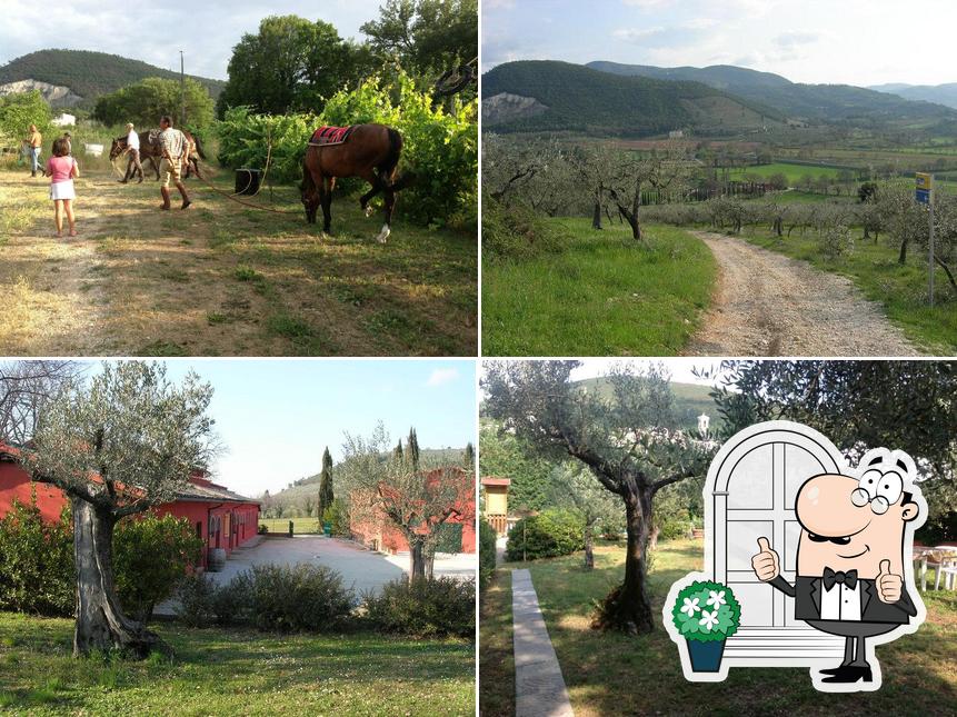 Guarda gli esterni di Azienda Agrituristica Biologica Collelignani