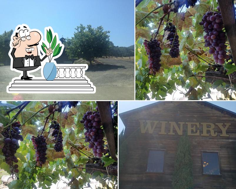 Milano Family Winery in Hopland Restaurant reviews