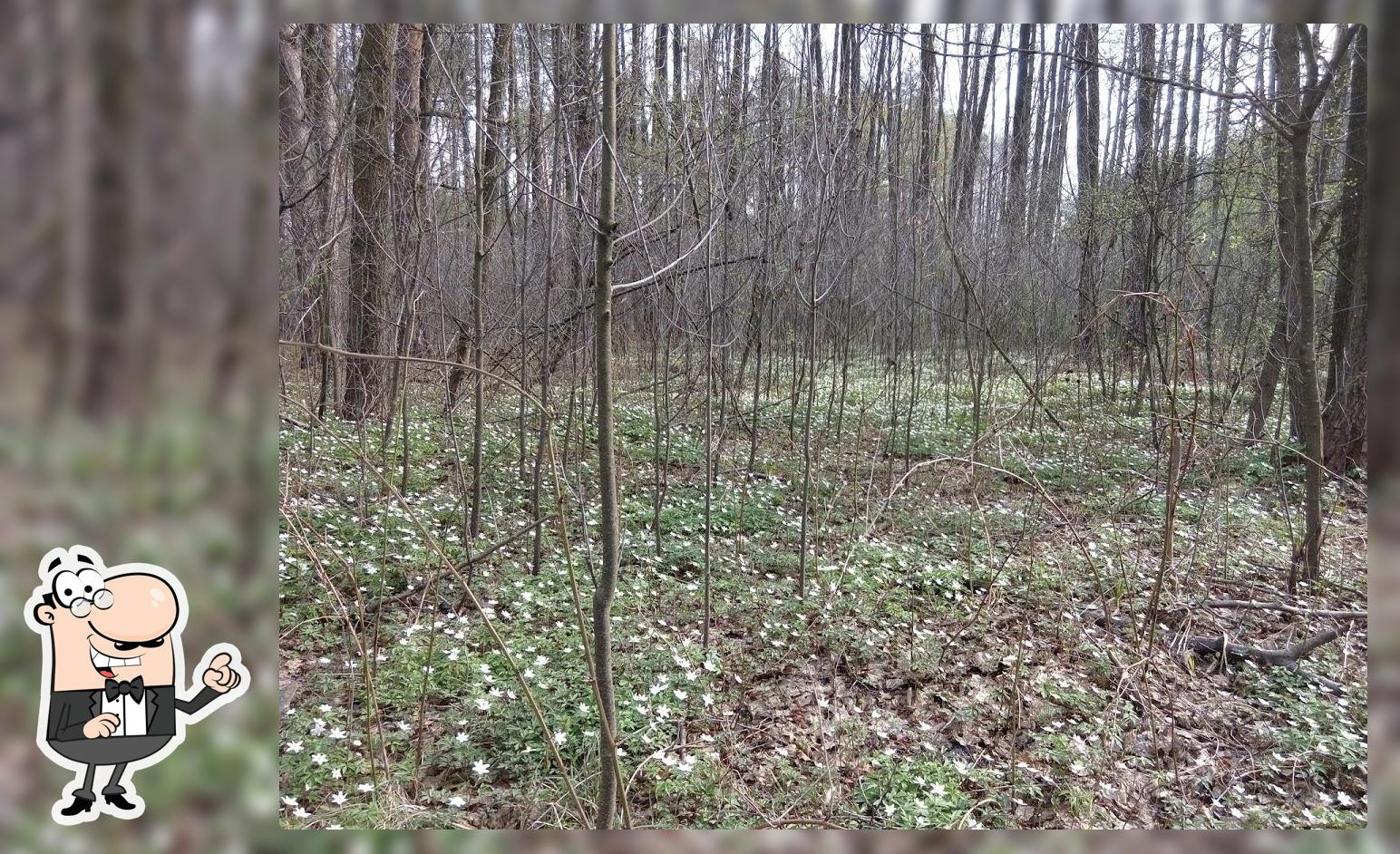 Lisovychok
