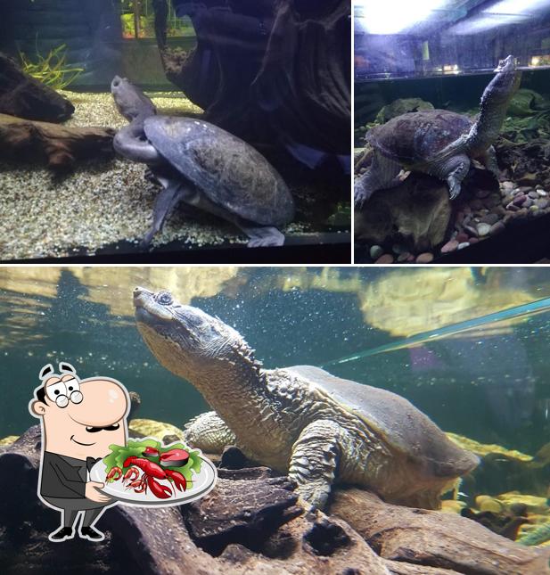 Prenditi la cucina di mare a Zoo