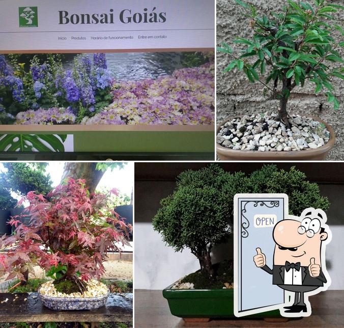 Here's a picture of Bonsai Goias