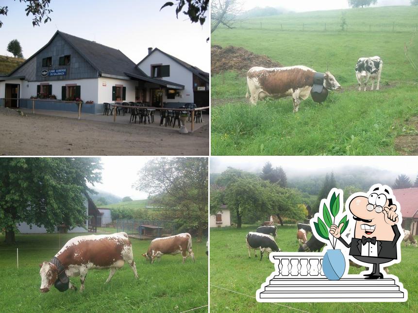 Ferme Auberge du Salzbach