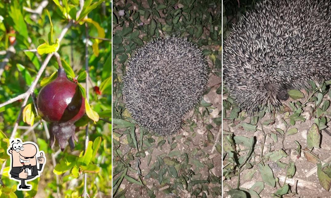 Ecco un'immagine di Fattoria Al Melograno