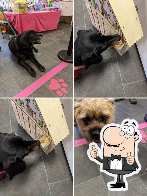 the fuzzy dog bakery