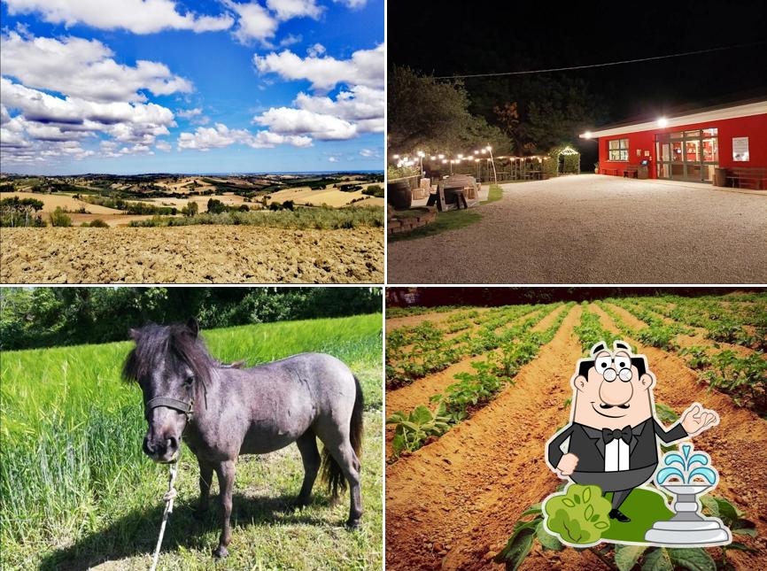 Agriturismo Il Capannino