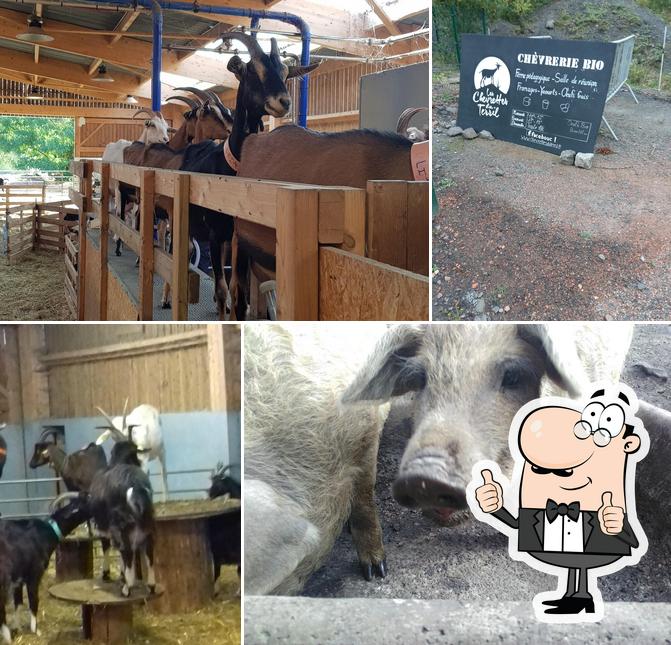 Les Chevrettes du Terril