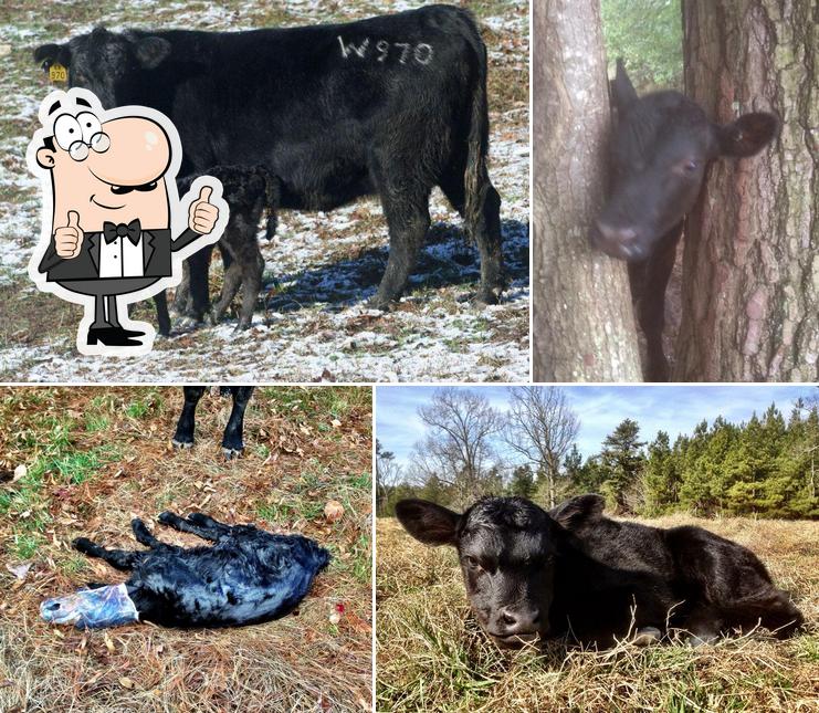 4K Farms/Tarheel Angus in Siler City - Restaurant reviews