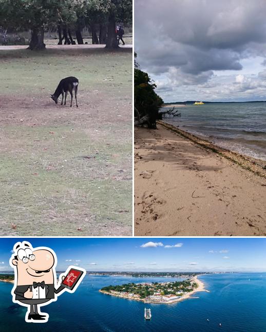 Brownsea Island Cafe, Poole Restaurant menu, prices and reviews