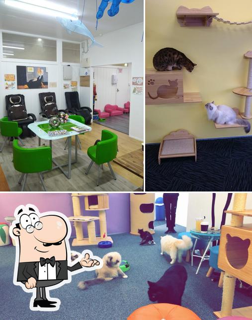 Fancy Meow Cat Cafe in Rotorua Restaurant menu and reviews