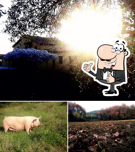 Ecco un'immagine di Agriturismo Il Gelso Nero