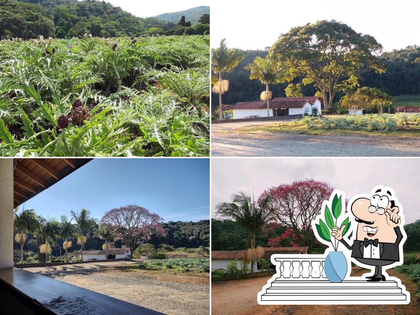 Bonsucesso Alcachofras