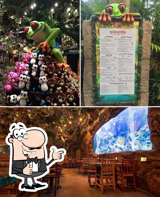 See this pic of Rainforest Cafe