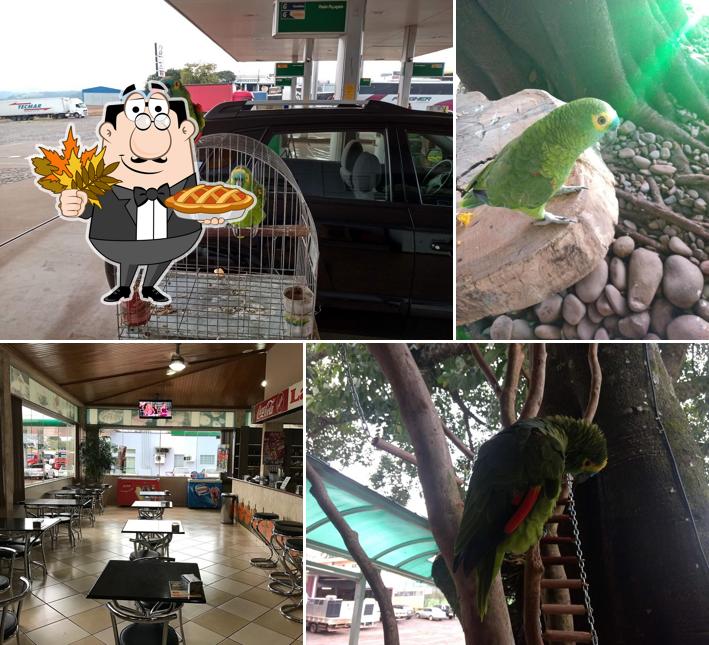 Churrascaria e Lanchonete Papagaio
