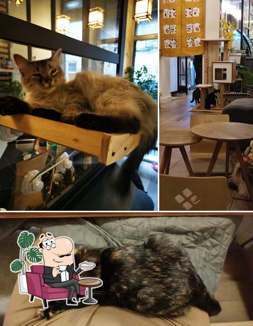 Découvrez l'intérieur de NEKOMATA - Café à chats