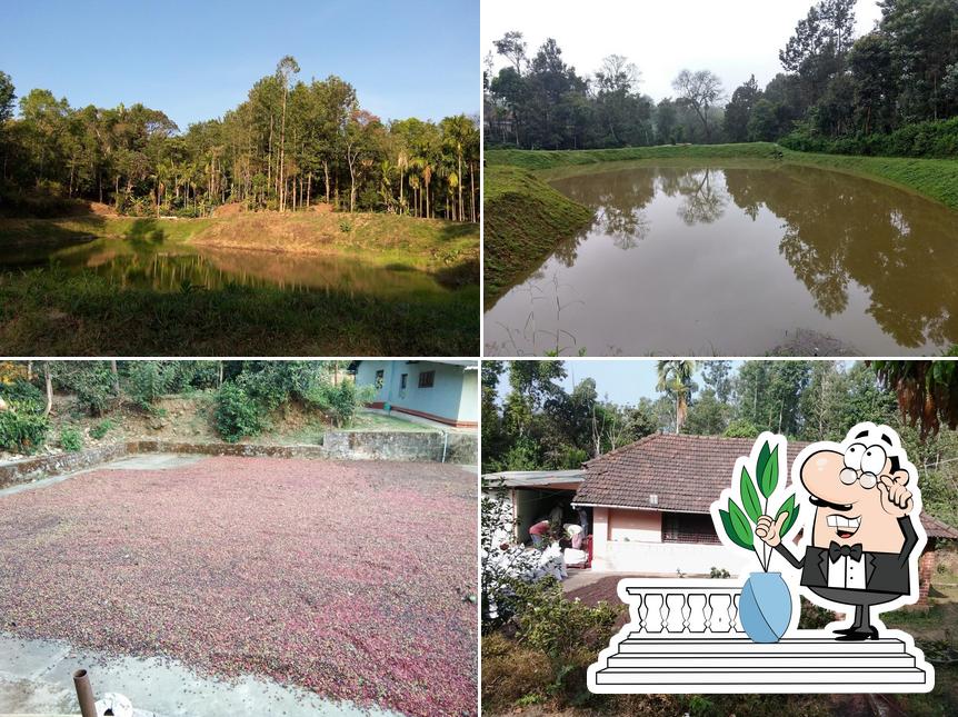 Narahari Coffee Estate