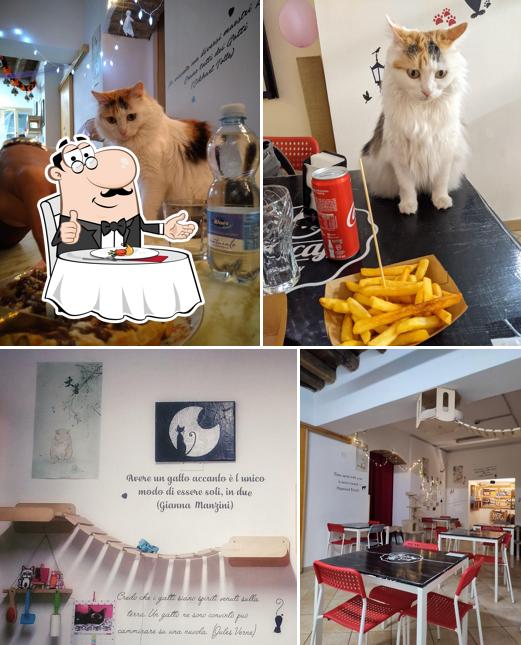 Vedi la immagine di Cat Cafè di Chry