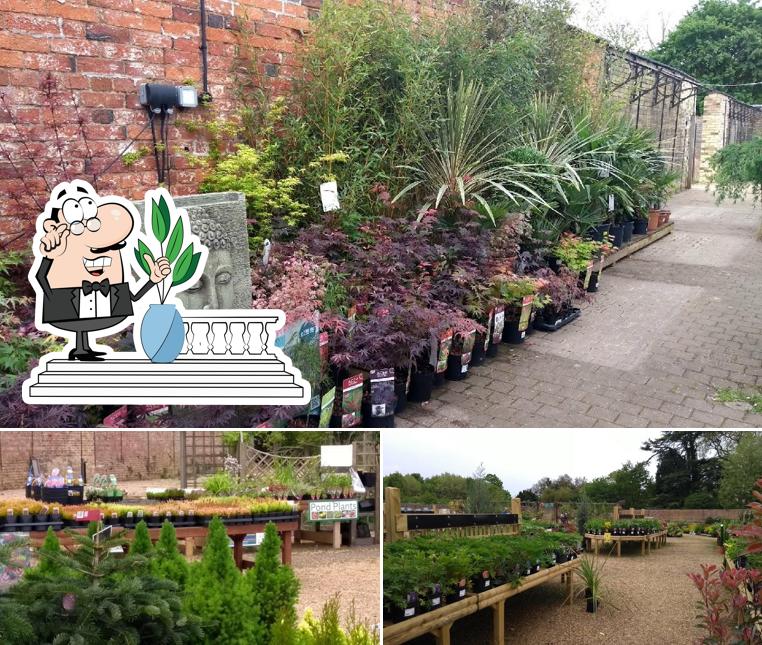 Restaurante Bosworth's Garden Centre at Elton, Elton Opiniones del