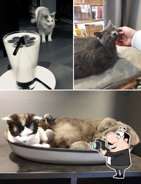 Image de Neko café Bar à chats