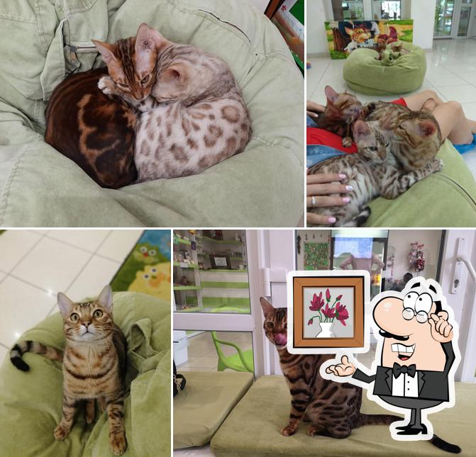 Cat House