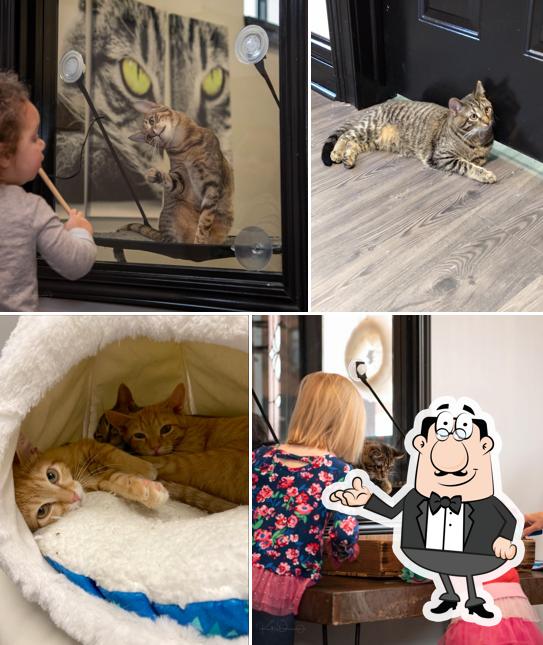 Whisker Station Cat Cafe and Lounge in Kirkwood Restaurant menu and