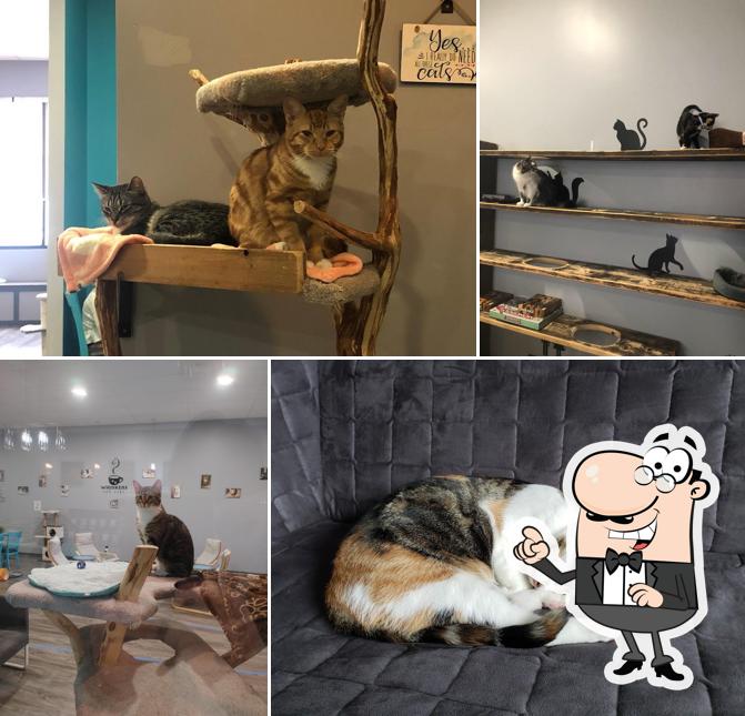 Whiskers Cat Cafe in Grande Prairie Restaurant reviews