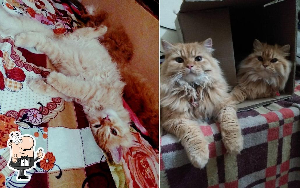 NS Persian CATS, Hyderabad