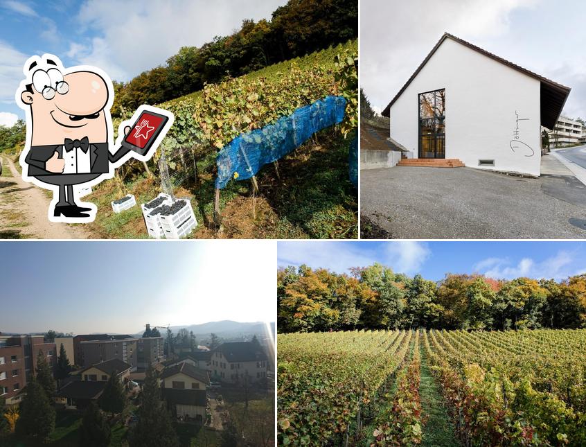 Weinbaugenossenschaft Döttingen