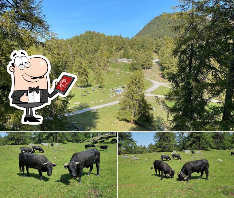 Jetez un coup d’œil à quoi ressemble Buvette du Col du Lein à l'extérieur