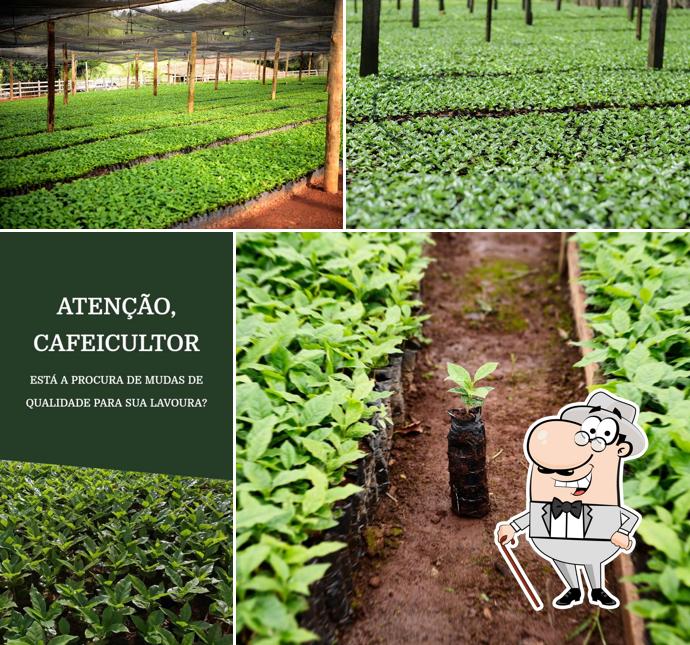 Viveiro Rezende Mudas de Café