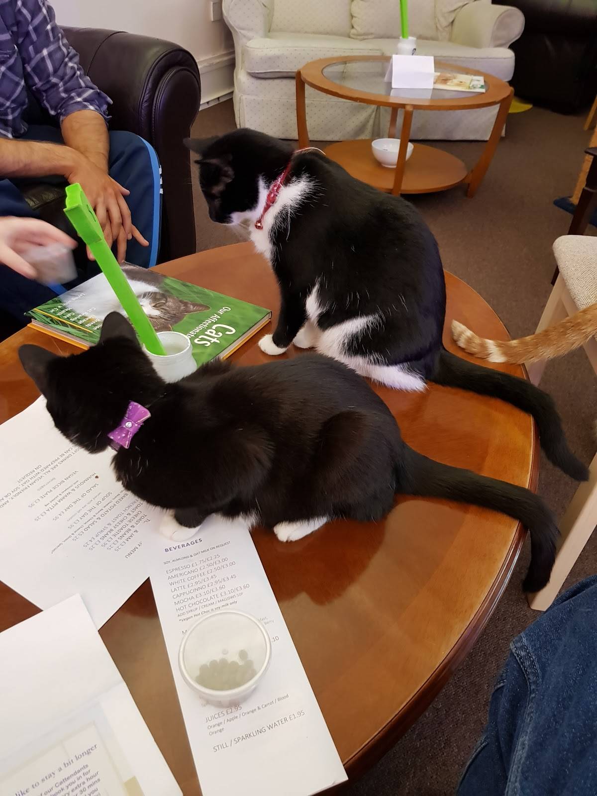 Menu at Purrple Cat Cafe, Glasgow