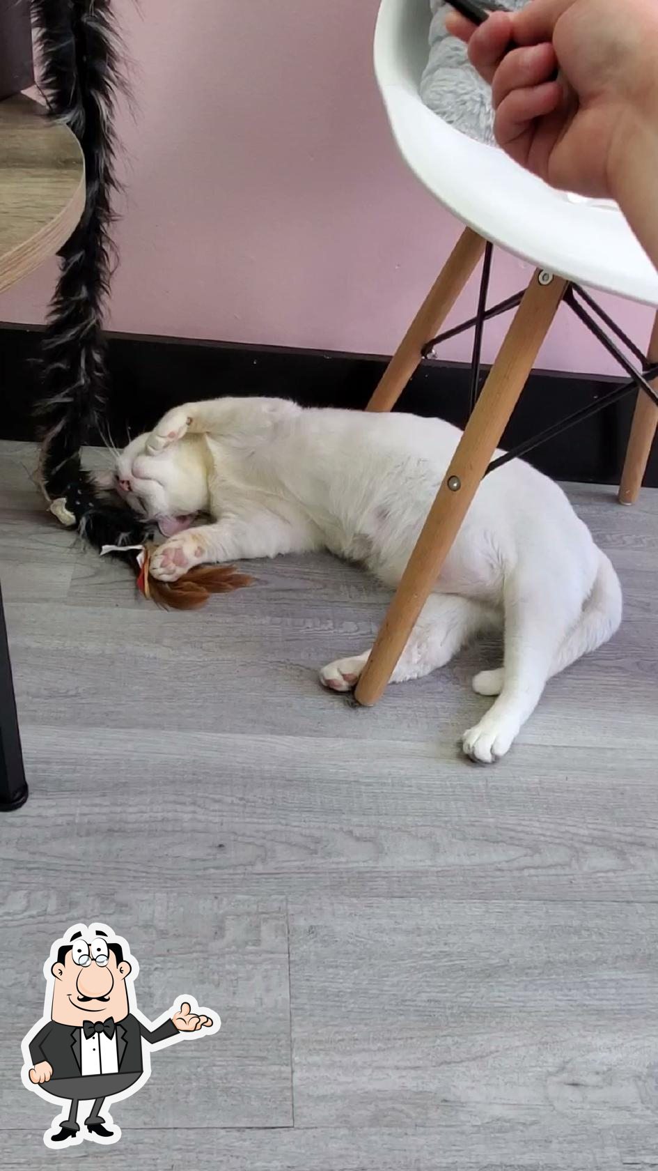 Beans Cat Cafe in Beacon Restaurant menu and reviews