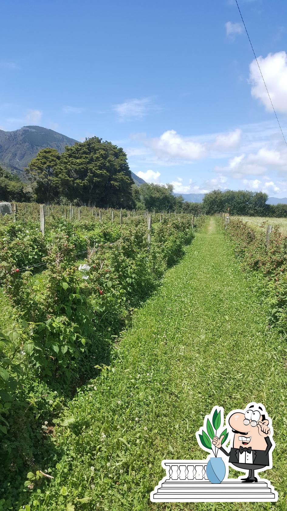 Warinton Fruit (PYO berries) in Takaka