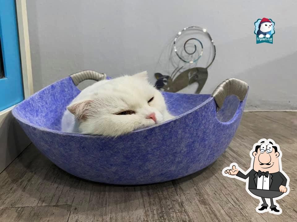 Crystal's Cat Cafe, Bangkok Restaurant reviews