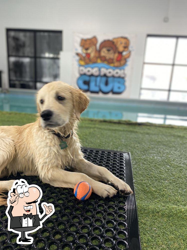 Dog Pool Club, 1129 Old County Rd in San Carlos - Restaurant reviews