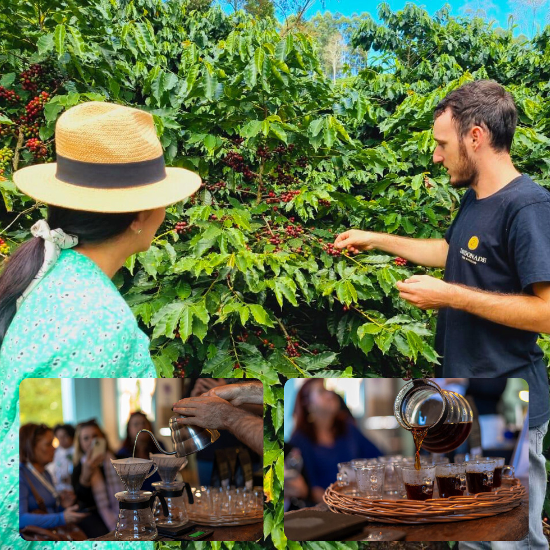 Zandonade Cafés Especiais