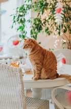 Mr.Kotoffski cat cafe