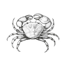 True Crab