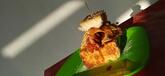 Photo de Restaurant Guru