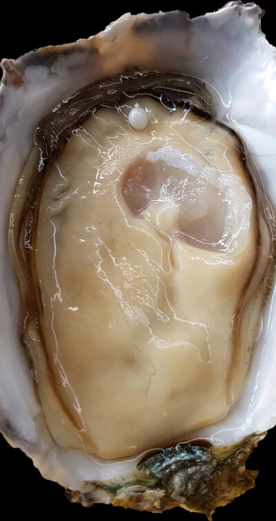 Oysters R Us - Wilderness, Garden Route photo