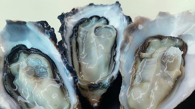 Oysters R Us - Wilderness, Garden Route photo
