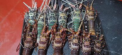 SEA FOOD SPECIAL SEA VIEW YATRI photo