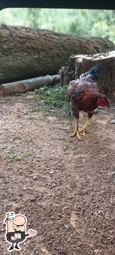 Pesque pague cachoeirinha foto