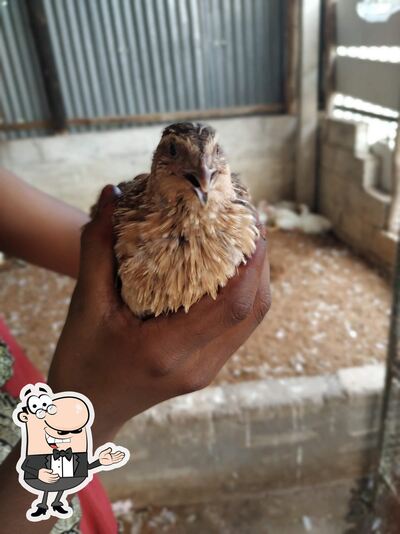 Deepam Chicken photo