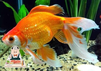 Experimente refeições de peixe no Club do Peixe Brasília DF