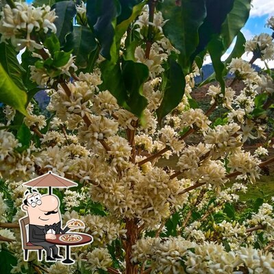 Desfrute da vista do exterior Sítio Imperial da Serra - Cafés Especiais