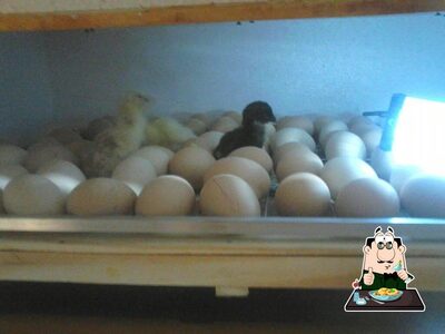Comida em Galinha caipira