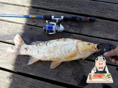 Há uma infinidade de pratos de peixe