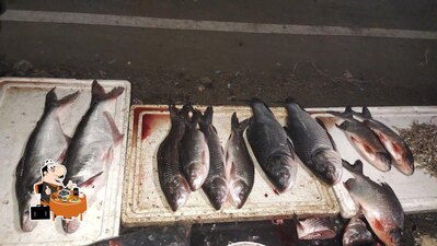 J K Fresh Fish photo