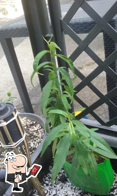 Bar Edera di Pittalis Davide Antonello foto