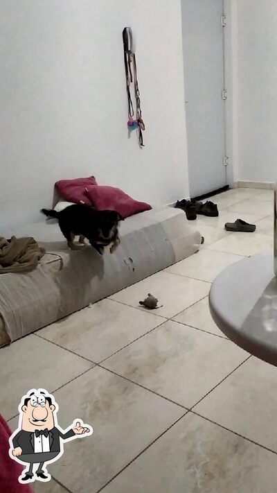 Veja imagens do interior do Saideira Boat
